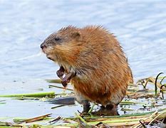 Image result for Muskrat Necropsy