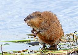 Image result for Muskrat Wallpaper