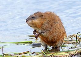 Image result for Show Me a Picture of a Muskrat