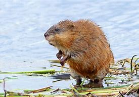 Image result for Muskrat Farm