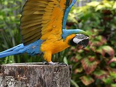 Image result for Macaw Blue Male