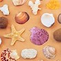 Image result for Picture of Beach Sand and Sea Shells