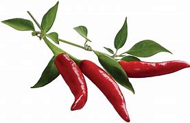 Image result for Chili Pepper Plant PNG