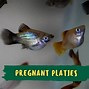 Image result for Baby Platy