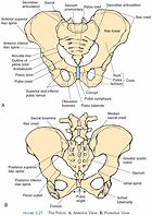 Image result for Pelvic Girdle Lower Limbs