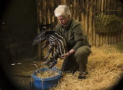 Image result for Malayan Tapir Calf