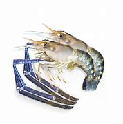 Image result for Prawn Water