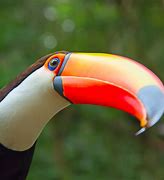 Image result for Toucan Mother