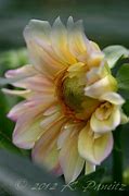 Image result for Apple Blossom Dahlia