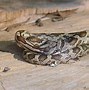 Image result for Corn Snake Arkansas