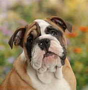 Image result for 12 Week Old English Bulldog Puppy