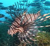 Image result for Lionfish Range