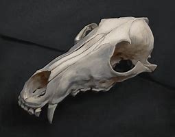 Image result for Coyote Skull Identification