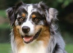 Image result for Australian Shepherd Dog