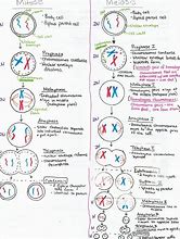 Image result for Meiosis 1 vs 2