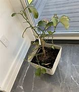 Image result for Patio Lemon Tree