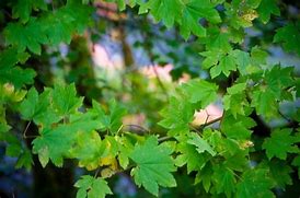 Image result for California Maple Tree