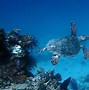 Image result for Biodiversitas Laut HD