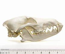 Image result for Coyote Skull Black and White