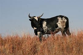 Image result for Nguni Bull Pictures