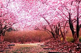 Image result for cherry blossom wallpaper