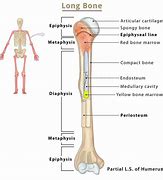 Image result for Capitate Bone Diagram