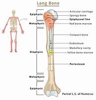 Image result for Open Diagram of Bone