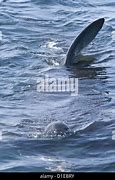 Image result for Basking Shark Fin