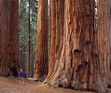 Image result for Sequoia National Park Entrance