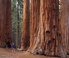 Image result for Sequoia National Park Views