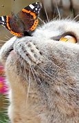 Image result for Cat with Butterfly On Nose