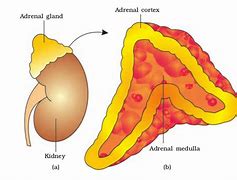 Image result for Adrenal Artery