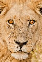 Image result for Teenage Male Lion