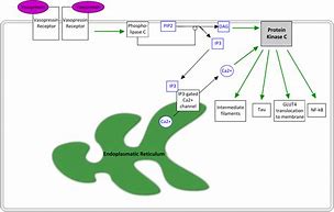 Image result for Protein Kinase C