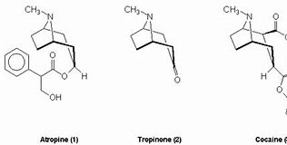 Image result for atropine synthesis