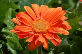 Image result for Gerbera Daisy Flower