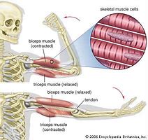 Image result for Biceps Alamy