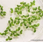 Image result for Duckweed Fruit