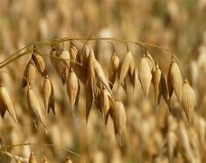 Image result for Oatmeal Plant