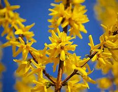 Image result for Bushes with Yellow Flowers Shrubs