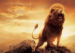 Image result for Lion HD Wallpaper in PC Desk