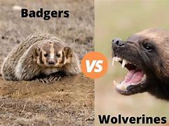 Image result for Wolverine Badger