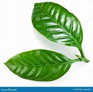 Image result for Leaf Colka Design