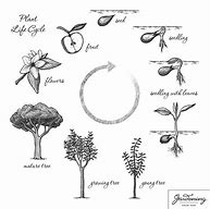 Image result for Plant Circle