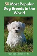 Image result for Most Loved Dog Breed