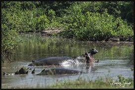 Image result for Hippo Yawn