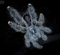 Image result for Avicularia Metallica