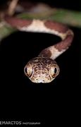 Image result for Blunt Tail Snake