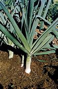 Image result for Leek