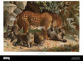 Image result for Panthera Pardus Hyaenidae